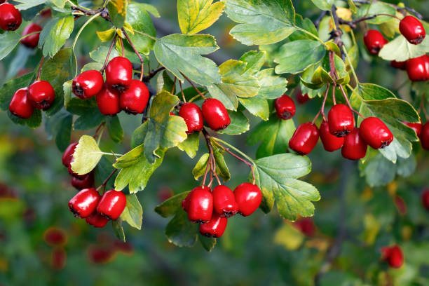 bündel von reifen roten beeren von weißdorn, aus nächster nähe - haw stock-fotos und bilder