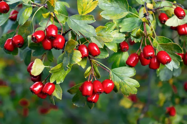 Bunches of ripe red berries of hawthorn, close up.