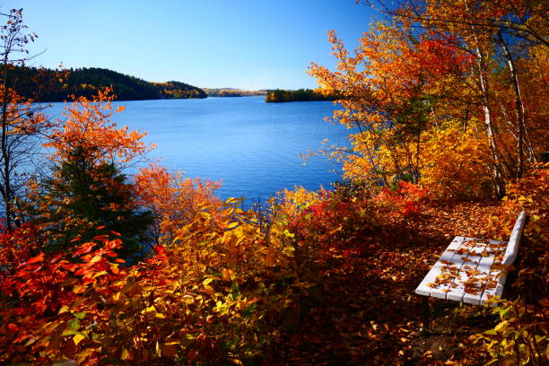 Bench covered and surrounded by autumn foliage with water views