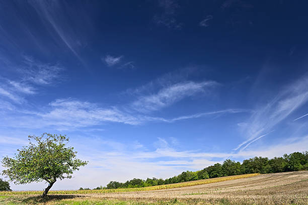Cтоковое фото Lonely tree in a Пшеничное поле