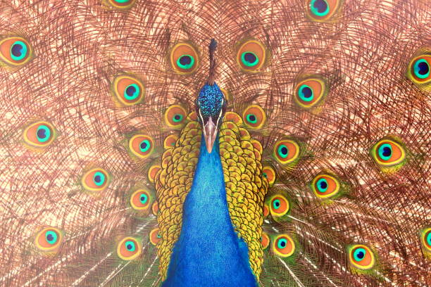 istock beautiful indian peacock with peacock feathers in the peacock's tail 1185044963