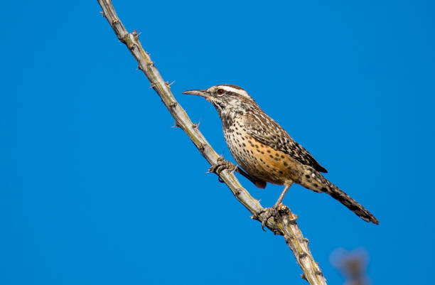 desert wren on cacti in desert