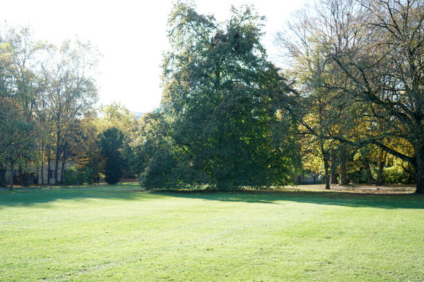 istock Back light shot on an autumn day in the german park 1185048181