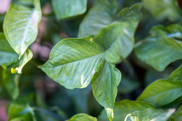 istock green plant leaves 1185049387
