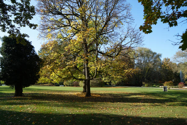 istock Back light shot on an autumn day in the german park 1185049426