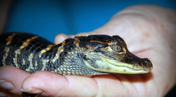 istock Baby alligator 1185049654