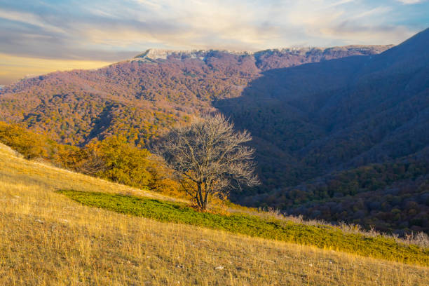 istock mountain slope with tree at the evening, autumn landscape 1185049912