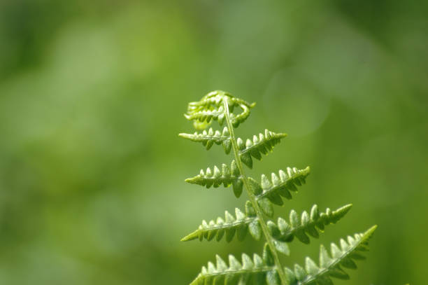 istock Green fern leaf 1185049918