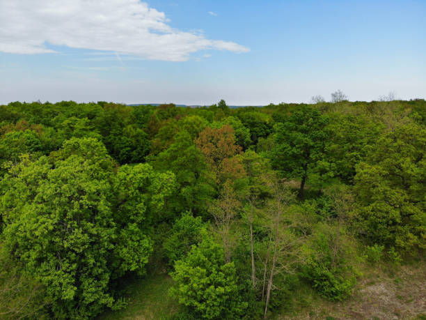 istock Beautiful green summer forest from above 1185051086