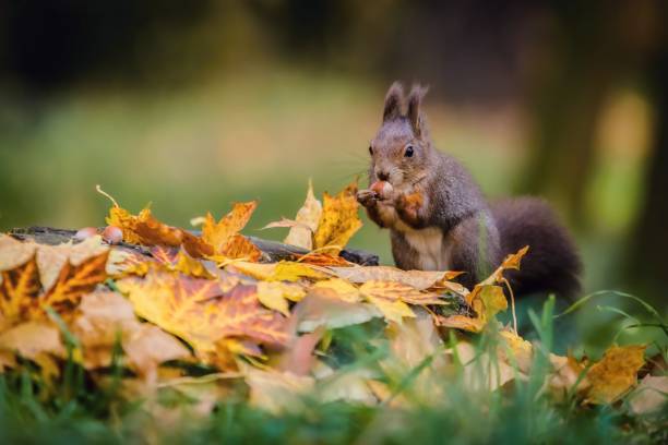 istock Hungry Eurasian red squirrel sitting on a tree stump 1185051244