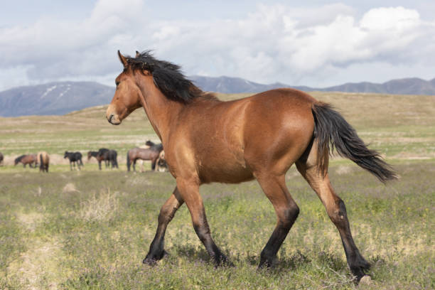 istock Wild Horse in the Utah Desert 1185054364