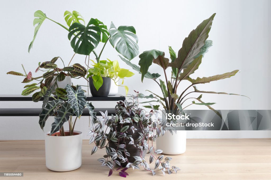 modern living room with beautiful collection of house plants, indoor plants Light living room with indoor plants collection and a modern black table on a wooden floor, plant table, tradescantia zebrina, Alocasia Lauterbachiana, Allocasia Polly, Scindapsus Aurum, Tradescantia zebrina, wandering jew Houseplant Stock Photo