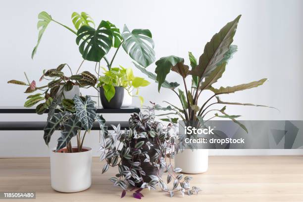 Modern Living Room With Beautiful Collection Of House Plants Indoor Plants Stock Photo - Download Image Now