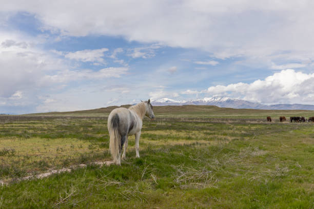 istock Wild Horse in the Utah Desert 1185054534