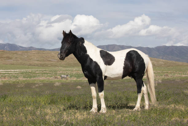 a wild horse in the Utah desert in spring