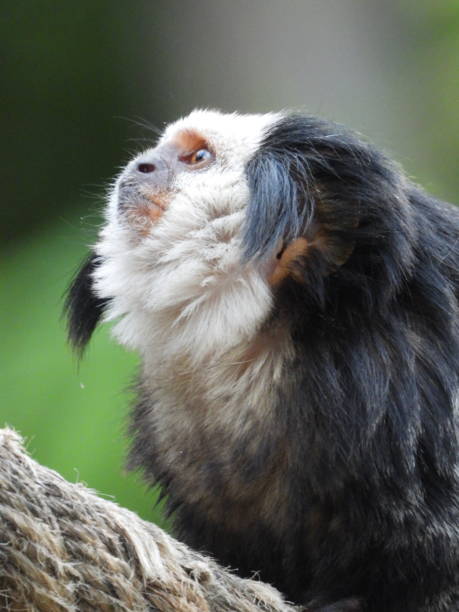 istock Geoffroy’s marmoset 1185055717