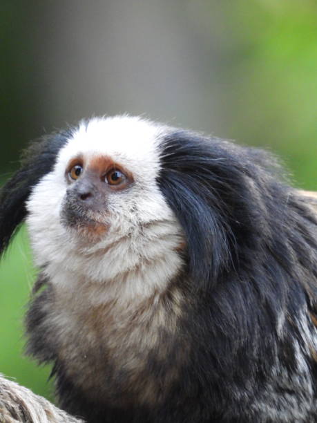 istock Geoffroy’s marmoset 1185055727
