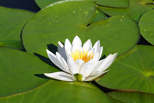istock water-lily flower and leaves 118505636