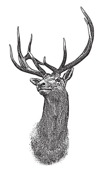 ilustraciones, imágenes clip art, dibujos animados e iconos de stock de cabeza de alcacerdote - stags horn