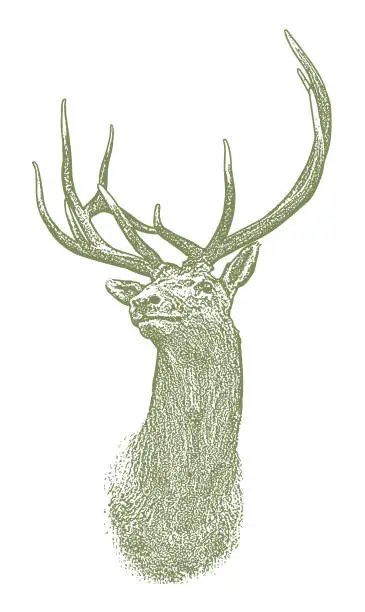 Vector illustration of Elk head