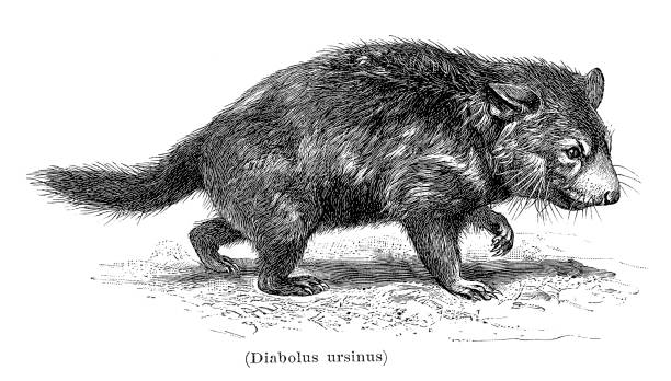 illustrazioni stock, clip art, cartoni animati e icone di tendenza di illustrazione del diavolo della tasmania sarcophilus harrisii 1896 - tasmanian animals