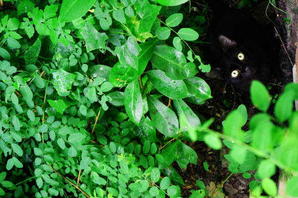 The black cat is watching the camera in the tree.