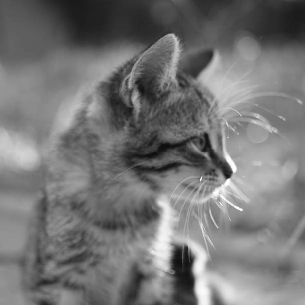 istock Tabby kitten portrait. Black and white photo. 1185061114