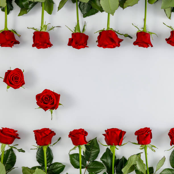 istock Fresh red roses on smooth white background 1185061705