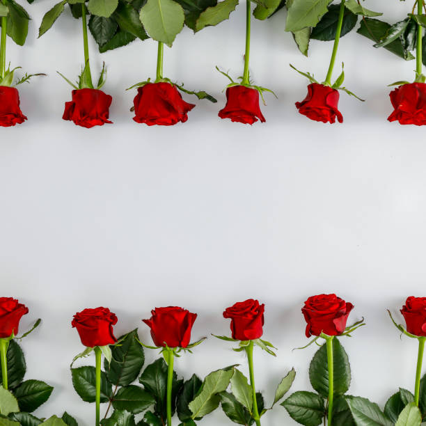 istock Fresh red roses on smooth white background 1185062362