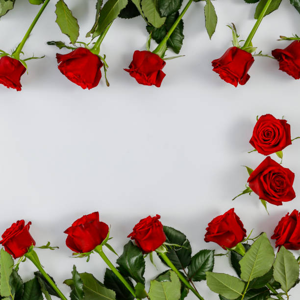 istock Fresh red roses on smooth white background 1185062365
