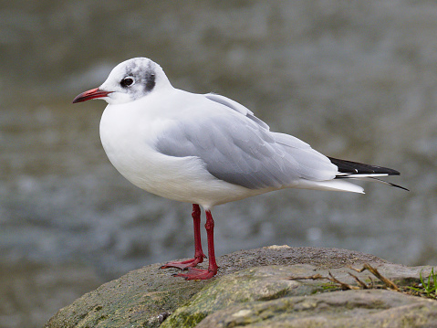 An adult Black-headed Gull (Larus ridibundus) rests on a lakeside rock in Oxfordshire