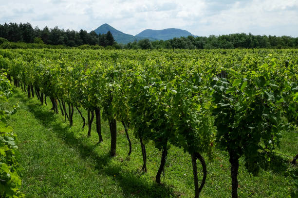istock Rows of green wine grapes with sky and mountain view 1185062522