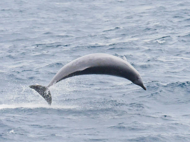 True's Beaked Whale breaching stock photo