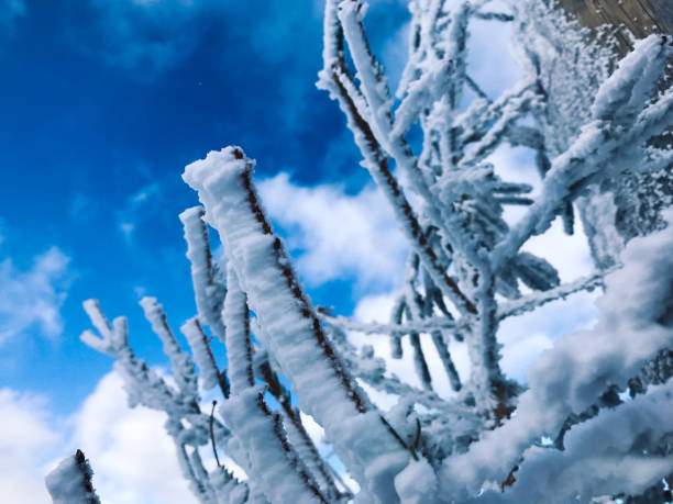 istock Frozen tree branches covered in snow in winter 1185063518