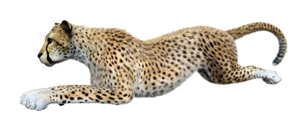 istock 3D illustration big cat cheetah on white 1185063850