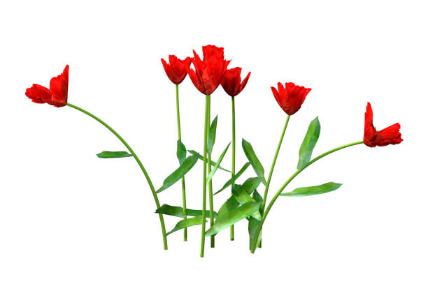 Single tulip