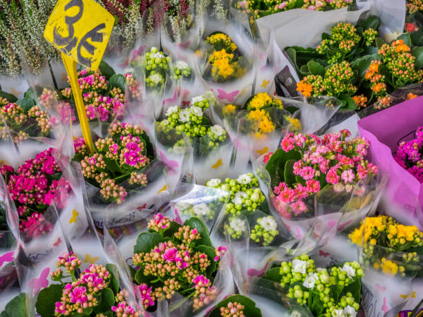 die welterbestadt rom in italien - rome flower market store flower stock-fotos und bilder