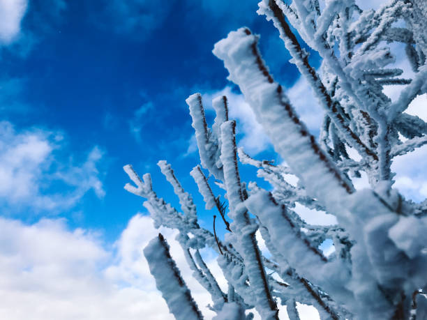 istock Frozen tree branches covered in snow in winter 1185064701