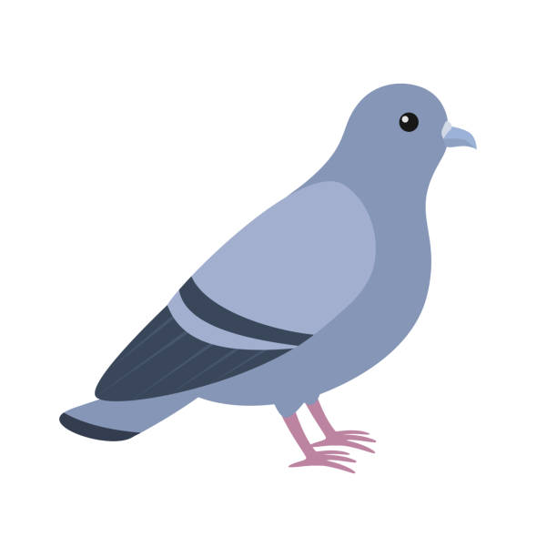 116 Rock Pigeon Illustrations & Clip Art - iStock | Rock pigeon nest, Blue  rock pigeon