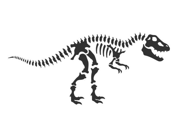 ilustraciones, imágenes clip art, dibujos animados e iconos de stock de esqueleto de dinosaurio. ilustración vectorial - animal skull animal bone anatomy animal