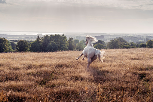 Four year old Palomino horse galloping around as the sun sets.  Photographed in the late evening light in the island of Møn in Denmark. She is galloping away from the camera, colour horizontal with lots of copy space.
