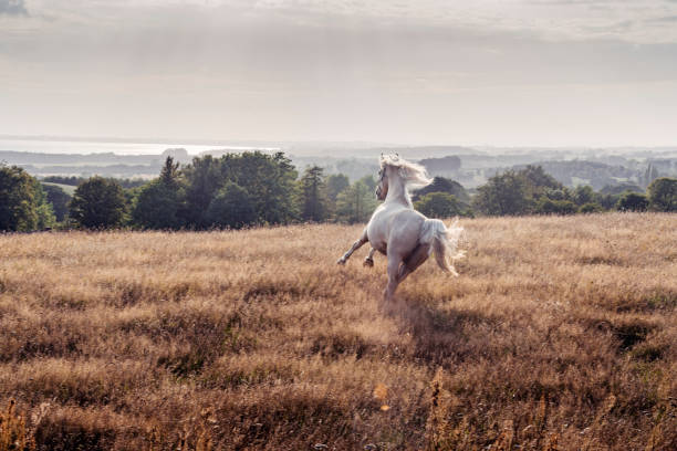 galloping palomino horse. - palomino imagens e fotografias de stock