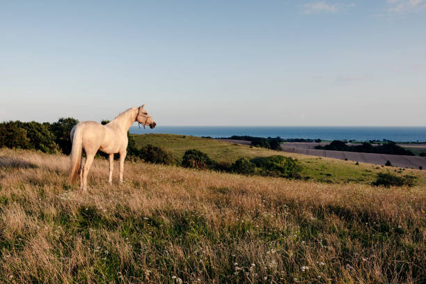Lipizzaner stallion walks on pasture in sunny day, Lipica, Slovenia