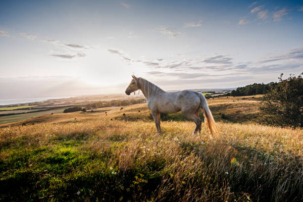 cavallo palomino al tramonto - horse animal head animal sky foto e immagini stock