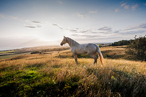 Four year old Palomino horse at sunset. Photographed in the late evening light in the island of Møn in Denmark  as the sun sets behind her. She is standing proudly amongst the grass watching world go by. Colour horizontal with lots of copy space.