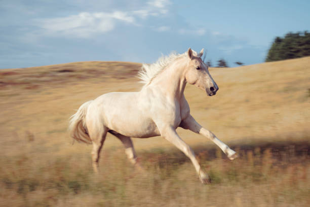 A pale colored grey horse shakes its head and makes a hilarious face.See more of my growing animals collection: