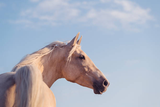 istock Palomino horse at sunset 1185066316