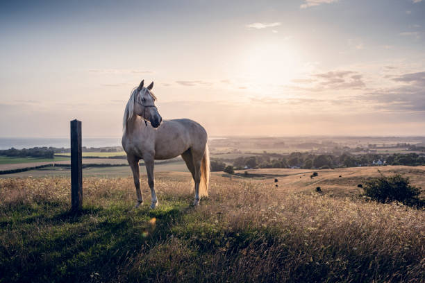 cheval de palomino au coucher du soleil - cheval photos et images de collection