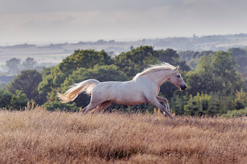 Four year old Palomino horse galloping and prancing around and generally just showing off in her paddock.  Photographed in the late evening light in the island of Møn in Denmark  as the sun sets. She is prancing towards the camera, colour horizontal with lots of copy space.