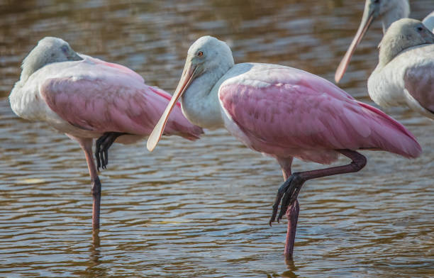 istock Rosetta spoonbills wading in marsh 1185067449